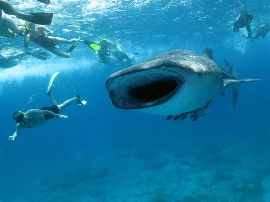 Searching for giants ( whale shark tour )